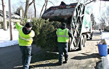 Christmas Tree Collection